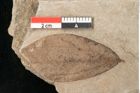 Foto (Detailansicht) von Plantae indet.  (NHMW-GEO-2024-0188-11419)